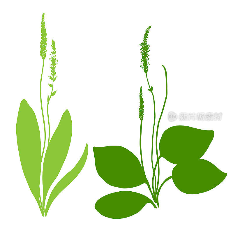 Great plantain, Plantago major medicinal plant wild field flower set isolated on white background, hand drawn vector colorful illustration green silhouette for design package tea, cosmetic, medicine
